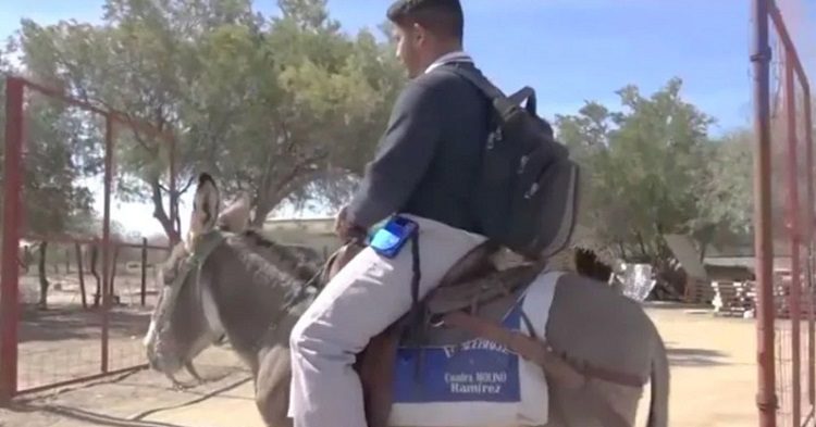 Jesus Armando, sueña con ser veterinario y a fin de lograr su meta pese a los obstáculos, es capaz de usar su burro como medio de transporte para llegar a su casa de estudios